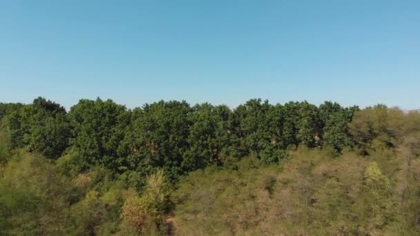 Veld Met Maïs Zomer Landschap Het Concept Van Een Rijke — Stockvideo