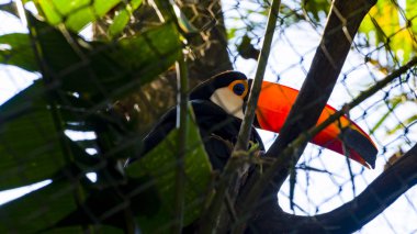 Tucano sıkışmış bir tel ızgara üzerinde - Hayvanat Bahçesi