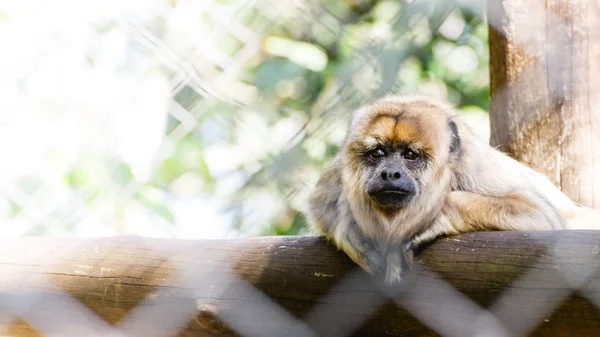 Scimmia Urlatrice Appoggiata Tronco Albero Zoo — Foto Stock