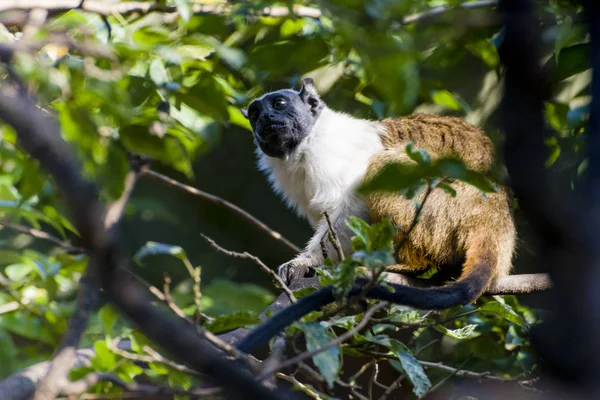 Affenhalsband Sauim Baum Mit Vielen Ästen Und Blättern Zoo — Stockfoto