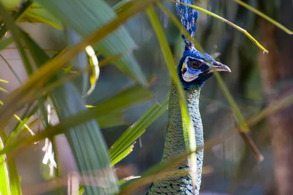 Paon Veille Sur Feuillage Zoo — Photo