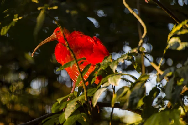 Scarlet Ibis Stromě Zoo — Stock fotografie