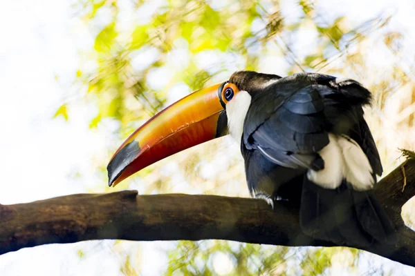 Toucan Sur Tronc Arbre Zoo — Photo