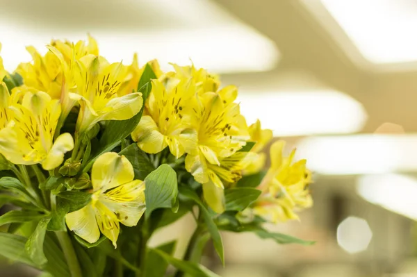 Sárga Astromelia Virág Egy Csokor Virág — Stock Fotó