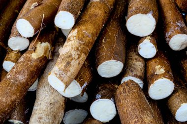 Cassava, also called manioc, yuca, balinghoy, mogo, mandioca, kamoteng kahoy, tapioca and manioc root, a woody shrub of the Euphorbiaceae family native to South America. clipart