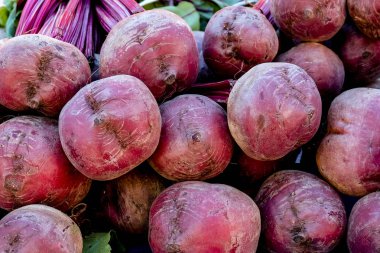 Taze organik pancar, pancar.