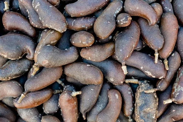 Jatoba Cerrado Árbol Frutas Langosta Las Indias Occidentales Visto Desde — Foto de Stock