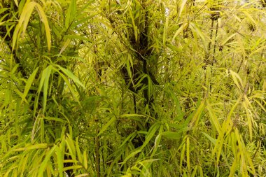 doku bamboom yeşillik, arka plan ile.