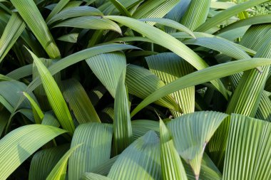 Tropik orman yaprakları, koyu yeşil yaprak arka plan.