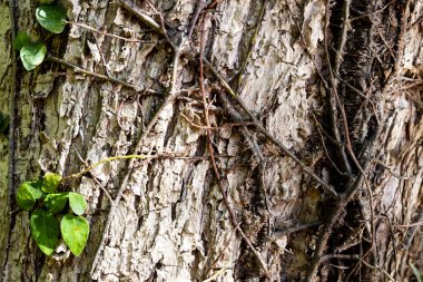 Gövde ağacının ayrıntı asma kökleri ile.