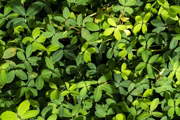 Texture Foliage Detail Green Leaves — Stock Photo, Image