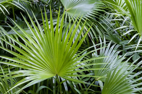 Τροπικό Φύλλωμα Ζούγκλας Σκούρο Πράσινο Φύλλο Φόντο Της Φύσης — Φωτογραφία Αρχείου