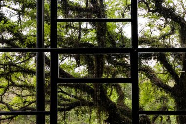 Ağaç arka planda büyük pencere.