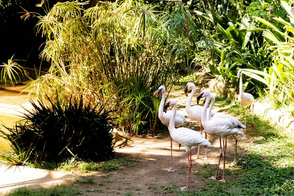 Grupo Flamingos Rosa — Fotografia de Stock