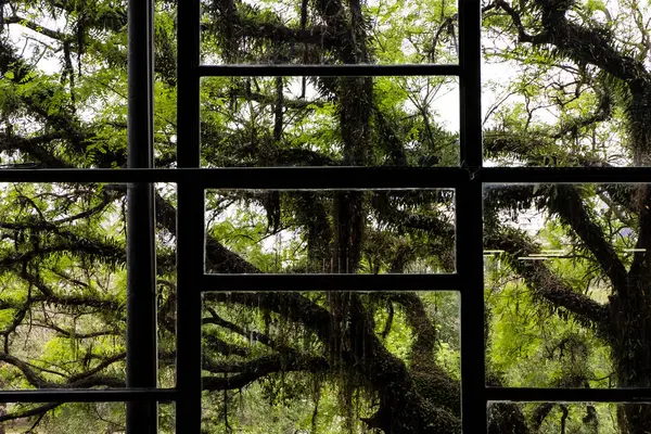 Ağaç arka planda büyük pencere.