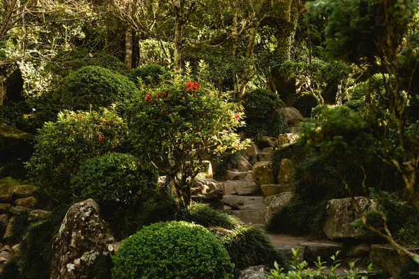 Путь Камней Японском Саду Путь Между Деревьями Растениями — стоковое фото