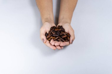 Baru kestane. Gri arka plan üzerine eğilerek baru somun tutan el.