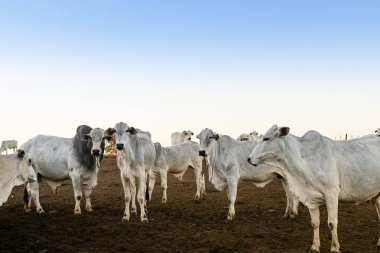 Nelore şişmanlatıcı için yetiştirildi. Hindistan kökenli sığır ve et üretimi için Brezilya sığır% 85 temsil ırk.