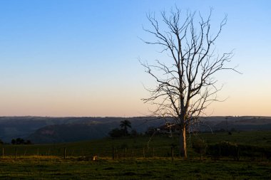 Dağların üzerinde kuru ağaç.