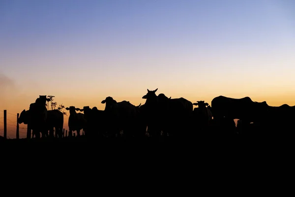 Silhueta Nelore Pôr Sol Bovinos Originários Índia Raça Representando Dos — Fotografia de Stock