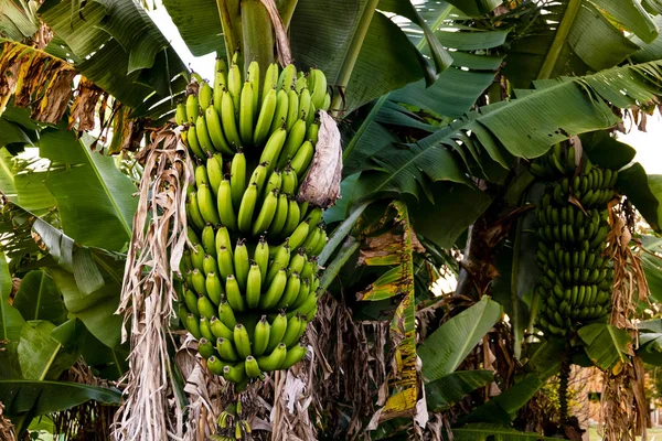 Büyüyen olgun yeşil muz demet ile Muz ağacı, plantasyon yağmur ormanı arka plan.