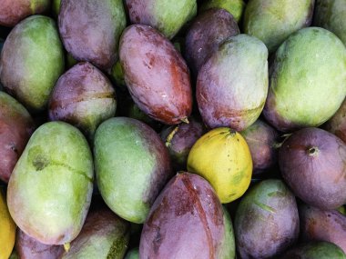 piyasada arka plan olarak taze ham tatlı mango yığını.