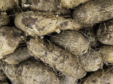 Piyasada taze temiz patates. gine yam