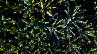 Muz ekimi havadan görünümü. Topview Tarım Muz Çiftliği.