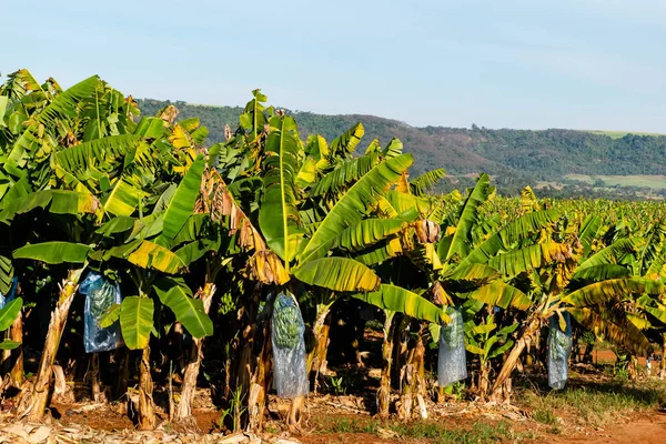 Banana tree plantation. Banana tree with a banana flower and growing young unripe bananas. Agriculture banana farm.