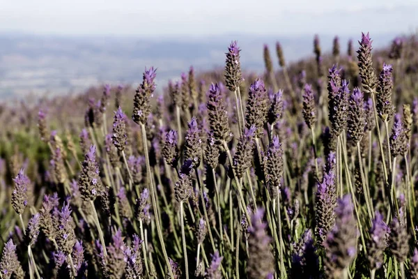 Lavender Plantation Field. Detail in focus in the foreground.