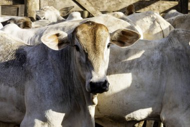 Hapsedilen ve bakım yapılan bir yerde sığır sürüsi. Nellore.