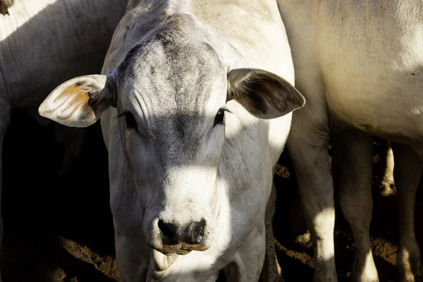 Boskapsbesättning Plats För Instängdhet Och Omsorg Nellore — Stockfoto