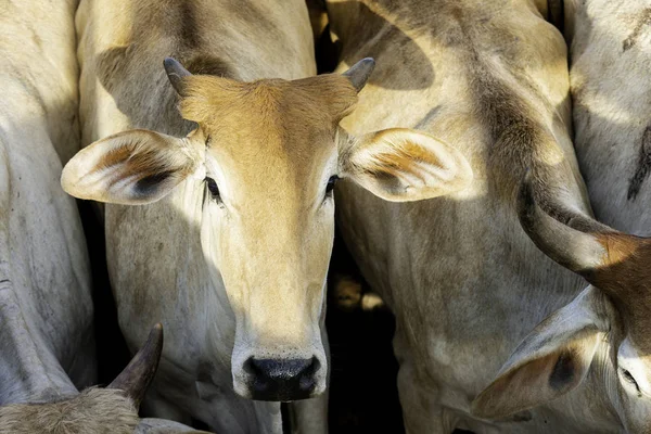 Boskapsbesättning Plats För Instängdhet Och Omsorg Nellore — Stockfoto