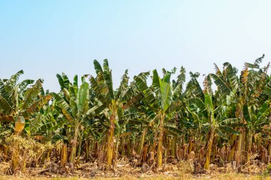 Güneşli bir günde muz çiftliği.