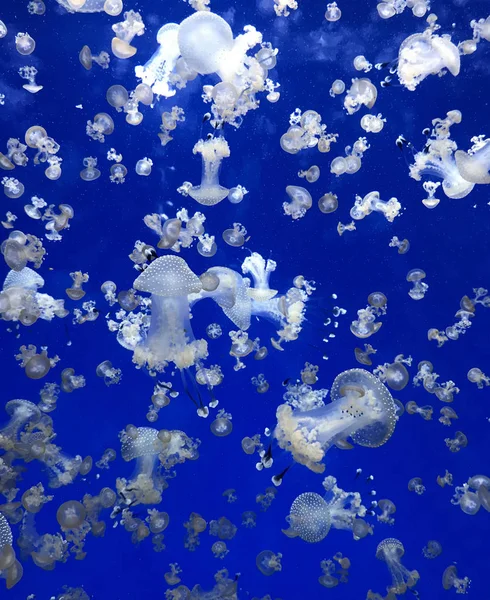 Blue deep ocean and a large colony of small white jellyfish