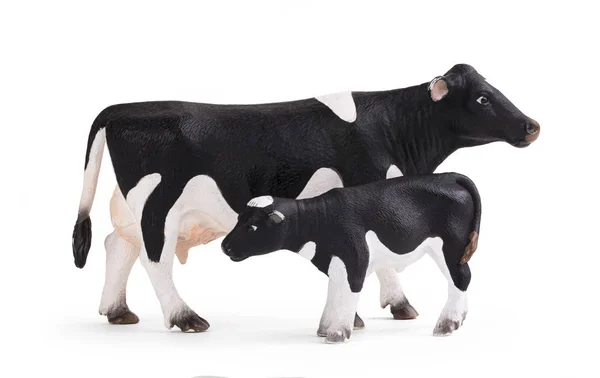 Vache Noire Veau Isolés Sur Fond Blanc Poses Variées — Photo