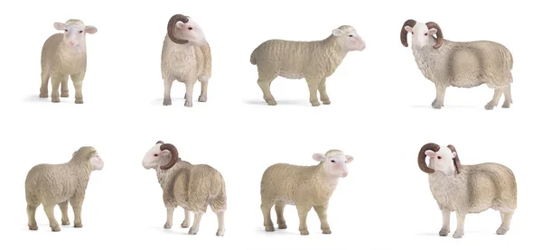 Plastikfiguren Lamm Und Widder Verschiedenen Posen Isoliert Auf Weißem Hintergrund — Stockfoto