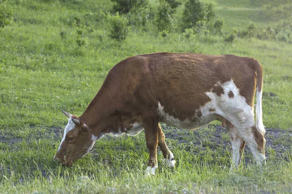 Vaca Pastam Prado Nas Montanhas Nos Raios Pôr Sol — Fotografia de Stock