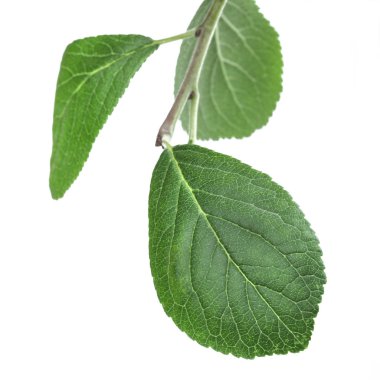 Bir elma beyaz bir arka plan üzerinde izole dal yaprak yeşil