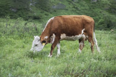 Kırmızı inek sıyrık günbatımı ışınlarının dağlarında çayırda