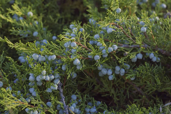 Branches Juniper Mature Blue Berries Close Macro — Stock Photo, Image