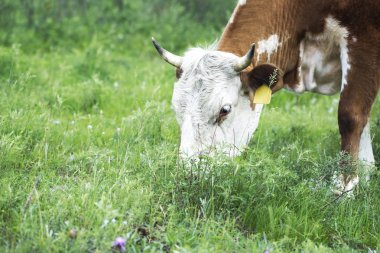 Kırmızı inek bir çayır yakın çekim çim yeme