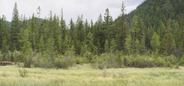 Orman dağlarındaki bir bataklıkta bulutlu bir günde