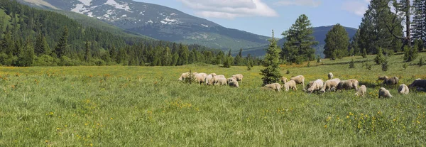 Besättning Får Som Betar Stor Dal Honung Gräs Bergen — Stockfoto