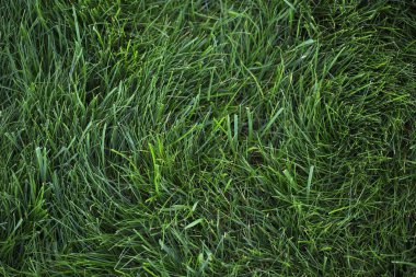 Zengin sulu çim yeşil çim üstten görünüm