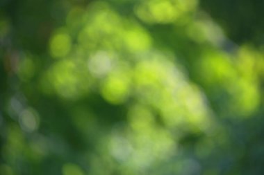 Yeşil ağaç yaprakları ve mavi gökyüzü güneşli bir günde bir arka plan üzerinde bulanık bokeh etkisi