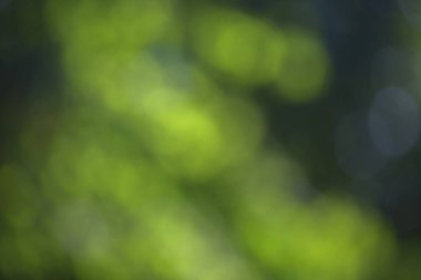 Yeşil ağaç yaprakları ve mavi gökyüzü güneşli bir günde bir arka plan üzerinde bulanık bokeh etkisi