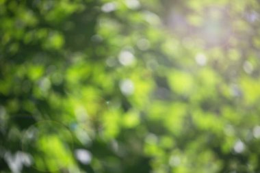 Bulanık bokeh yeşil parlak gün ışığı altında bırakır