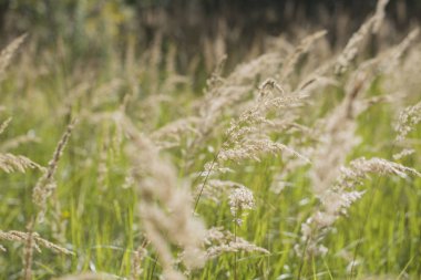 Bir güneşli gün closeup alanda kuru tüy ot