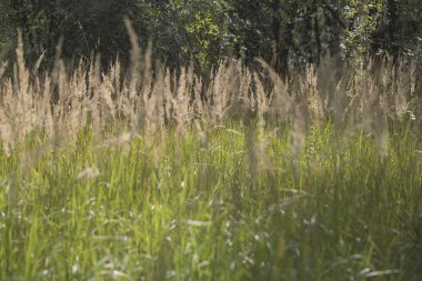 Bir güneşli gün closeup alanda kuru tüy ot